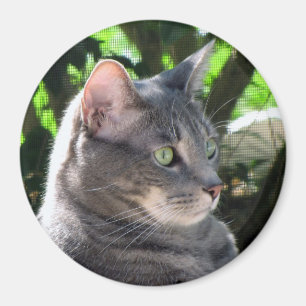 Aimant de chat