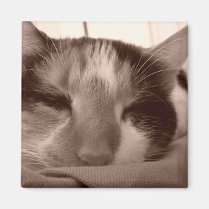 Aimant de chat de calicot