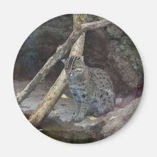 aimant de chat de pêche