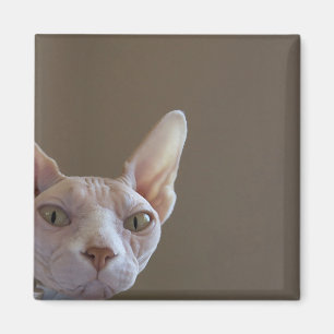 Aimant de chat de Sphynx