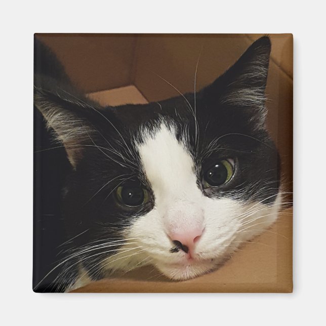 Aimant de chat de Tuxedo (Devant)