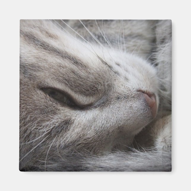 Aimant de chat gris (Devant)