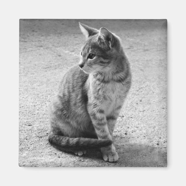 Aimant de chat gris (Devant)