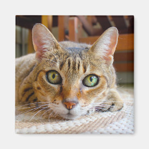Aimant de chat mignon