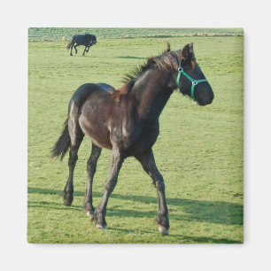Aimant de cheval