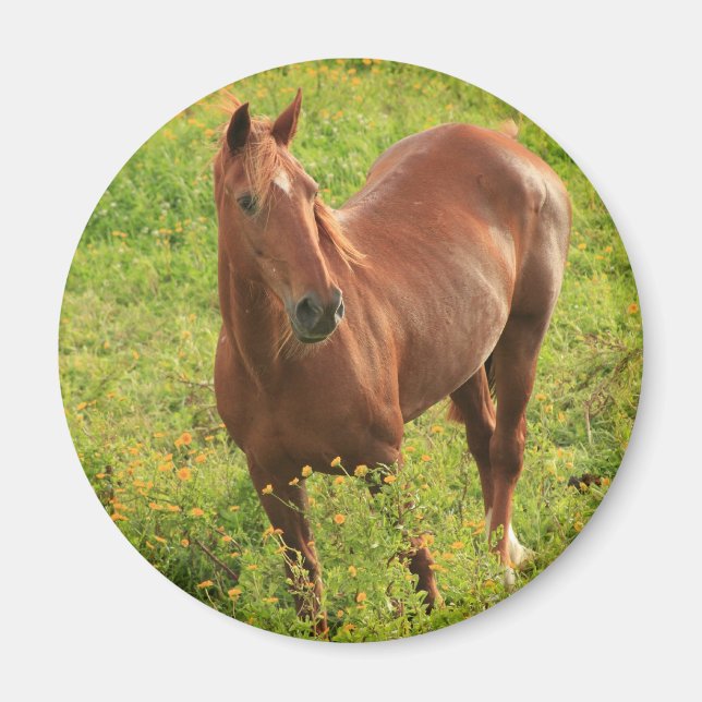 Aimant de cheval (Devant)