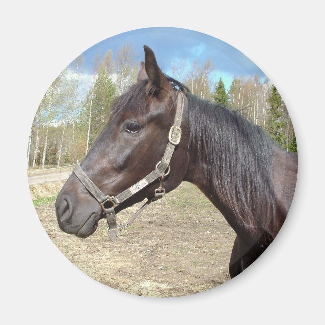 Aimant de cheval (Devant)