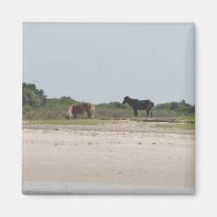 Aimant de cheval sauvage