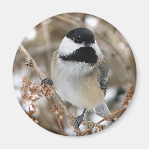 Aimant de Chickadee
