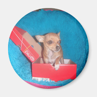 Aimant de chien