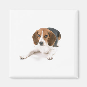 Aimant de chien de beagle