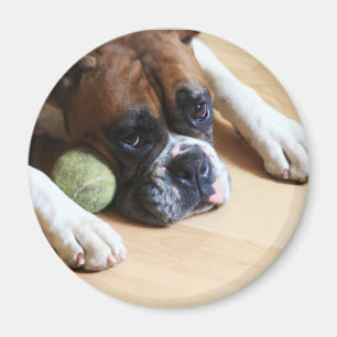 Aimant de chien de boîte