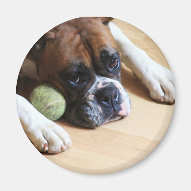 Aimant de chien de boîte (Devant)