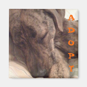 Aimant de chien de Plott