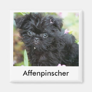 Aimant de chiot d'Affenpinscher