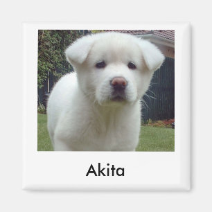 Aimant de chiot d'Akita