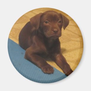 Aimant de chiot de laboratoire de chocolat