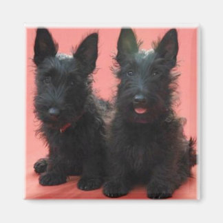 Aimant de chiots écossais Terrier