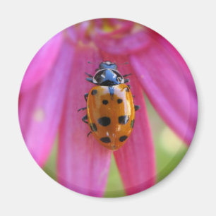 Aimant de coccinelle