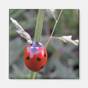 Aimant de coccinelle
