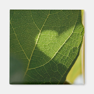 Aimant de cœur de feuille ensoleillée