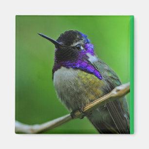 Aimant de colibri