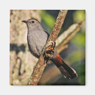 Aimant de colibri gris