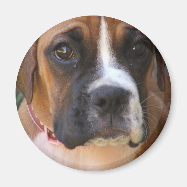 Aimant de conception de chien de boîte (Devant)