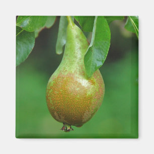 Aimant de conférence de poire
