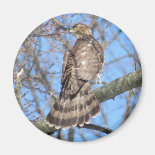Aimant de Cooper's Hawk