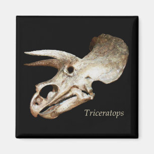 Aimant de crâne de Triceratops