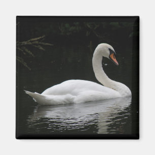 Aimant de cygne blanc gracieux