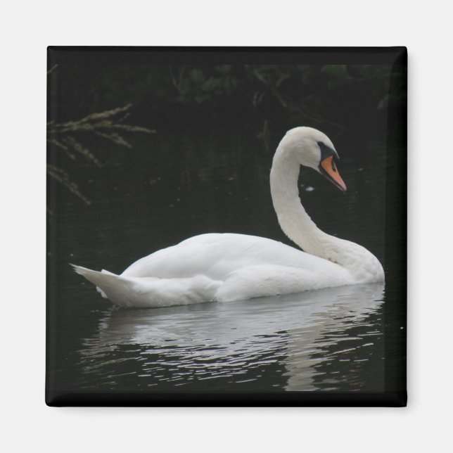 Aimant de cygne blanc gracieux (Devant)
