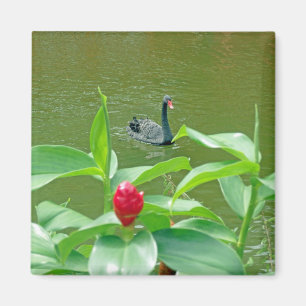 Aimant de cygne noir