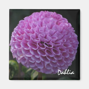 Aimant de dahlia de lavande