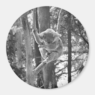 Aimant de ~ d'ours de koala de sommeil