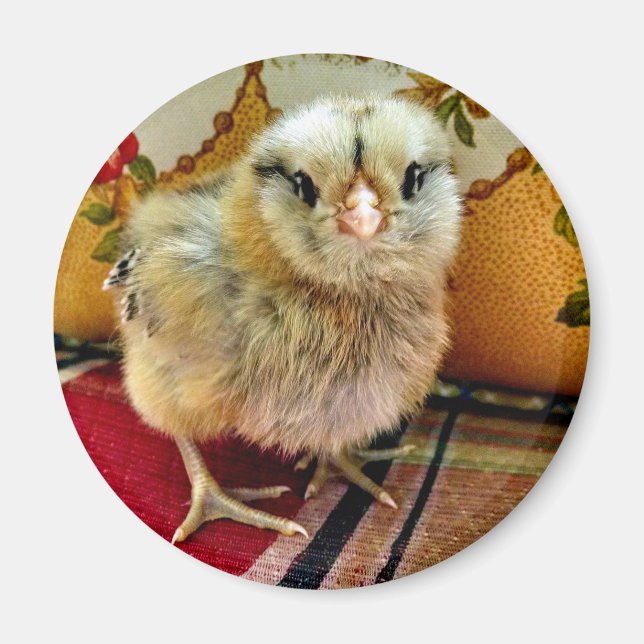 Aimant de ferme de poussins pour bébé (Devant)