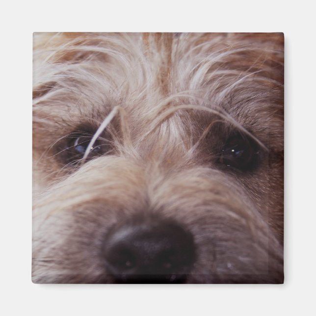 Aimant de fermeture de la face du chiot (Devant)