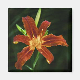 Aimant de flamme du jardin
