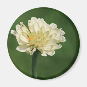 aimant de fleur blanche