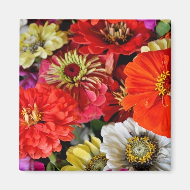 Aimant de fleurs dahlia colorées (Devant)