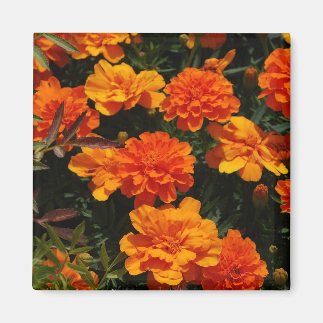 Aimant de Fleurs de Marigold orange (Devant)