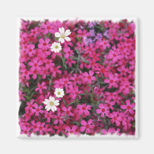 Aimant de fleurs roses et blanches
