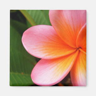 Aimant de Frangipani