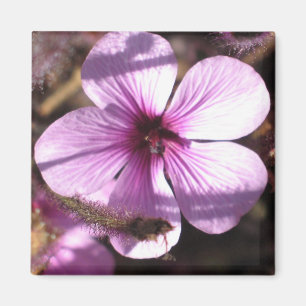 Aimant de géranium