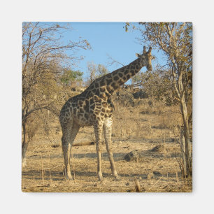 Aimant de girafe