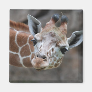 Aimant de girafe