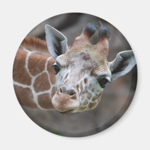 Aimant de girafe
