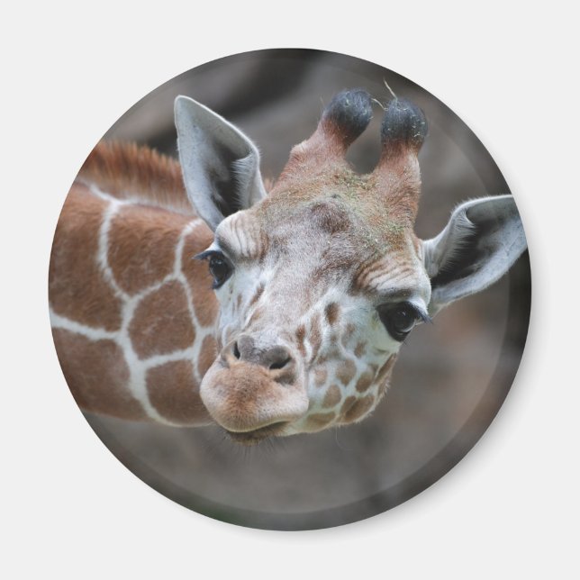 Aimant de girafe (Devant)