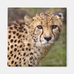Aimant de guépard